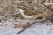 Grimpereau des jardins | Certhia brachydactyla | Short-toed Treecreeper