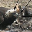 Un Aigle royal avec quatre piquants de porc-épic plantés dans la tête