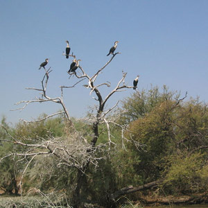 L’avifaune du parc national des oiseaux du Djoudj (Sénégal)
