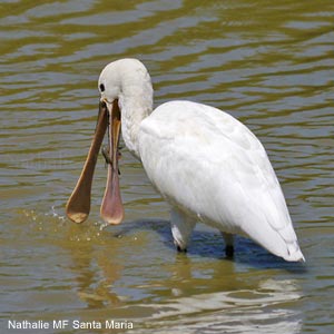 L’Écrevisse de Louisiane pourrait aussi utiliser les canards pour voyager