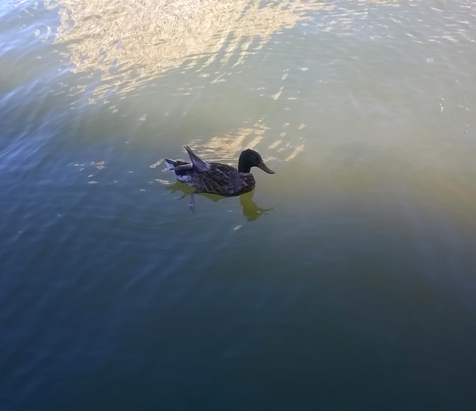 Canard colvert mâle en mue