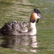 Grèbe huppé et ses poussins