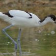 Avocette élégante