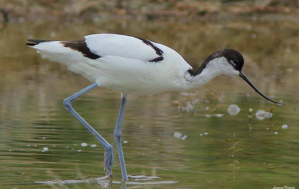 Avocette élégante