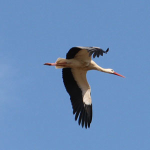Synthèse du suivi de la migration au cap Bon (Tunisie) du 4 avril au 1er mai 2003