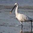 Spatule blanche en Camargue