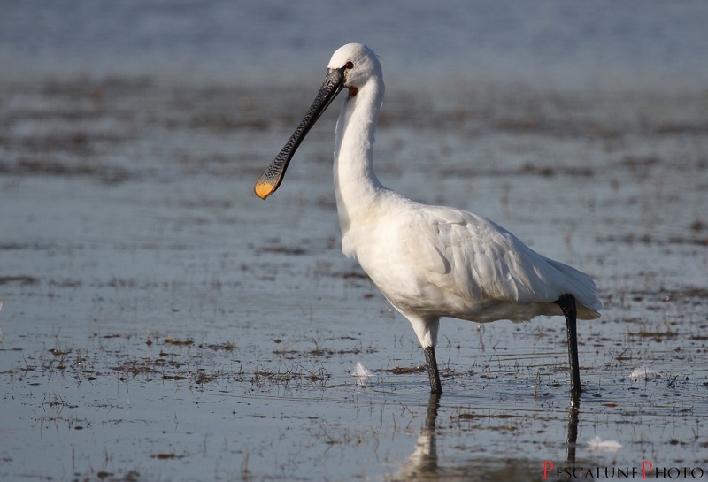 Spatule blanche en Camargue