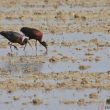 Ibis falcinelle en Camargue