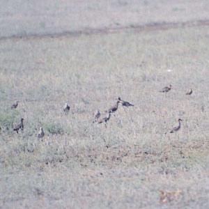 Un rassemblement de 1 200 Vanneaux sociables dans le sud de la Russie
