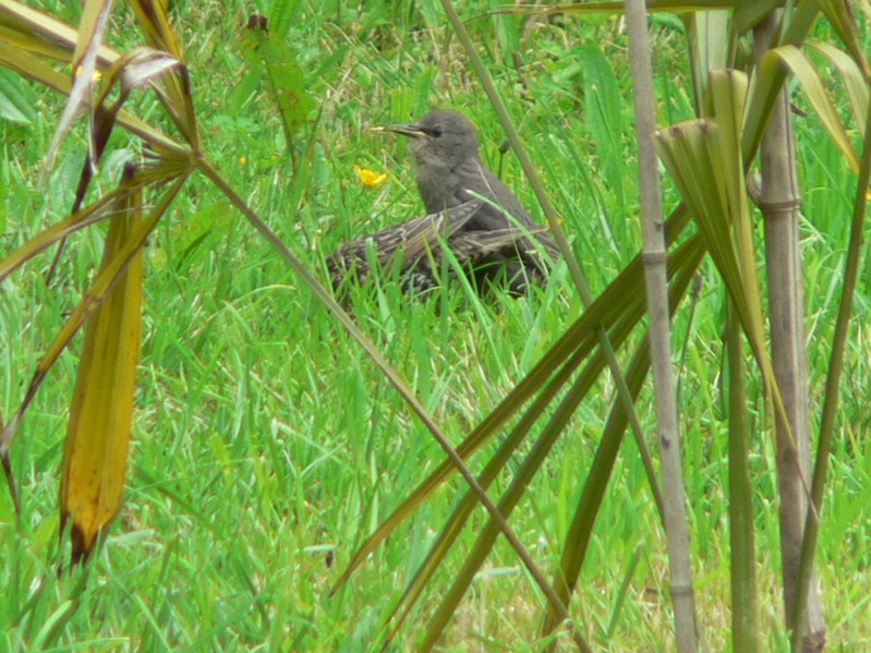 Première sortie du nid