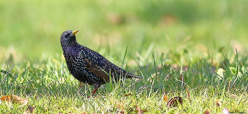 Étourneau sansonnet