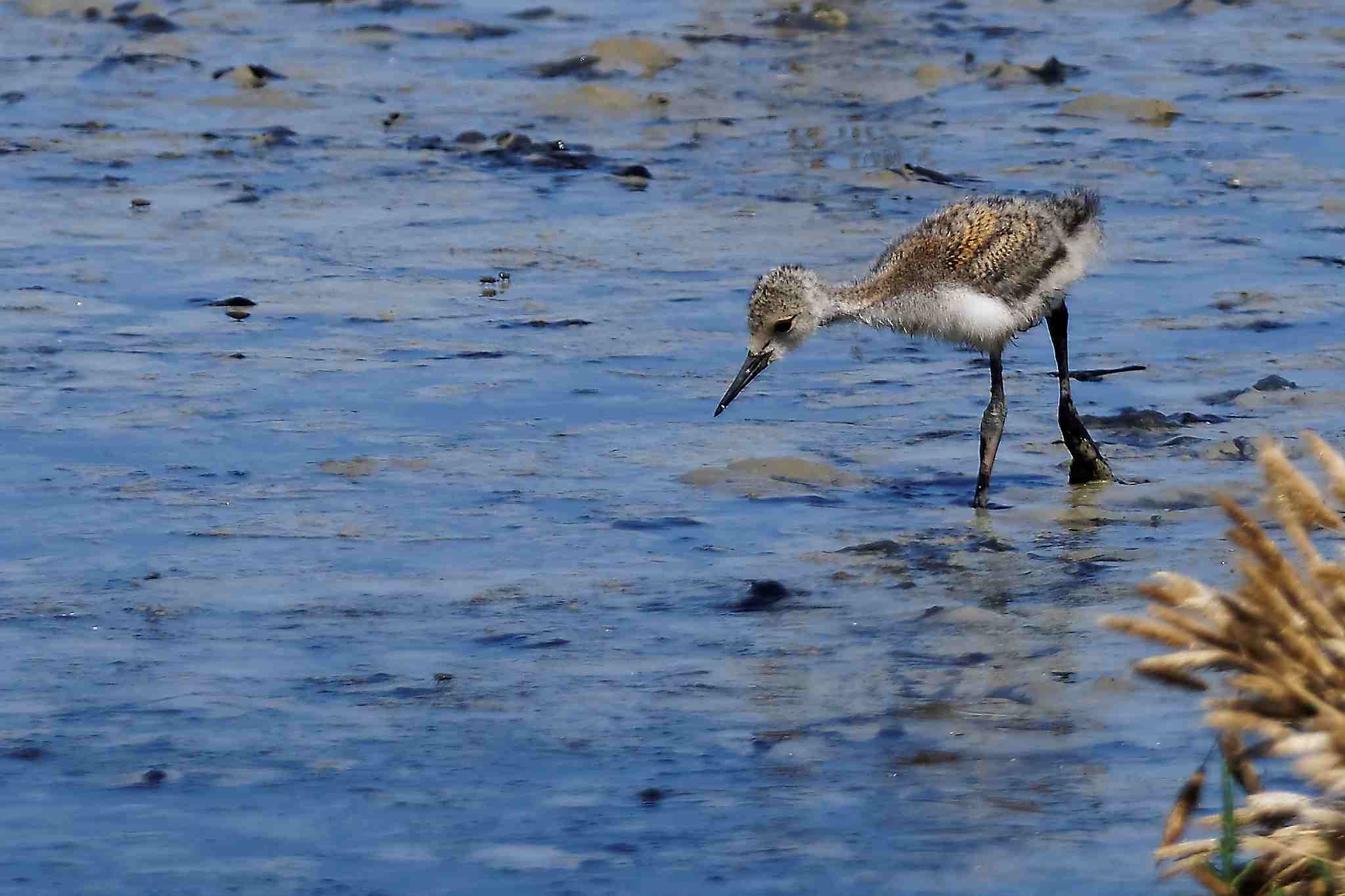 Première partie de pêche