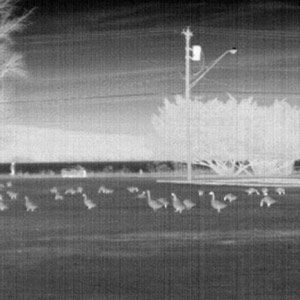 Utiliser une caméra thermique de vision nocturne pour étudier et observer les oiseaux