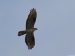 Bondrée apivore | Pernis apivorus | European Honey Buzzard