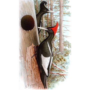 L’extinction du Pic impérial