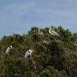 Le Héron cendré pourrait favoriser l&rsquo;installation des autres Ardéidés