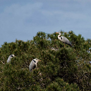 Le Héron cendré pourrait favoriser l’installation des autres Ardéidés