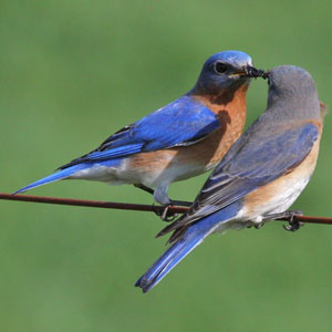 Fientes fluorescentes et corridors biologiques