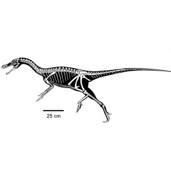 Les Alvarezsauridés n’ont pas de lien de parenté (direct) avec les oiseaux