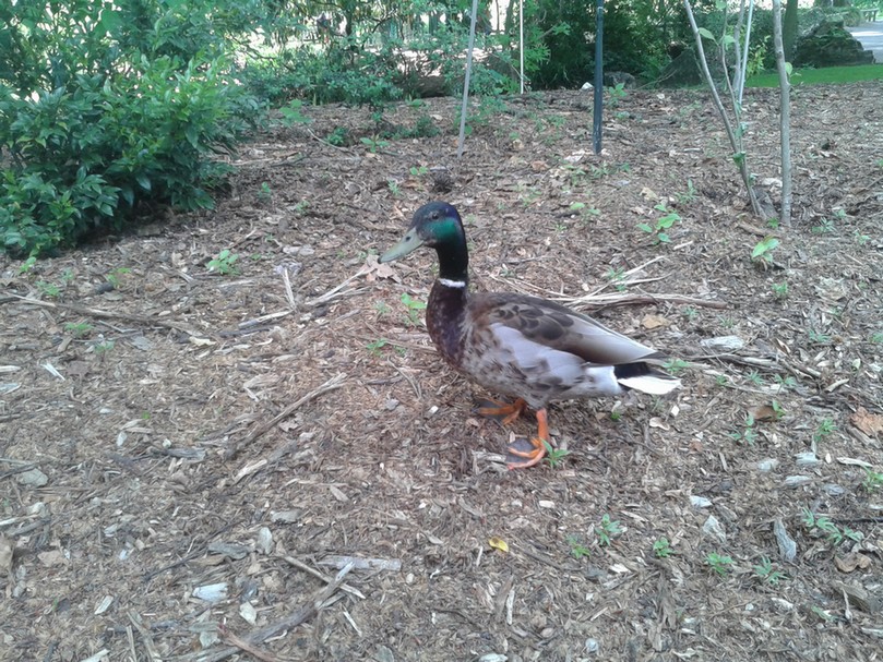 Canard colvert en promenade