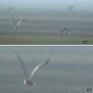 Observation de trois Grandes Outardes en Grèce