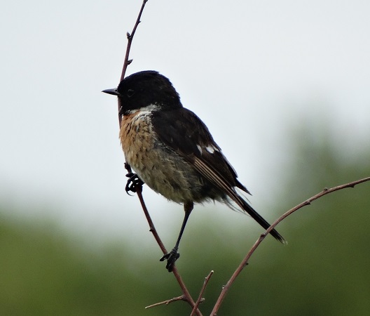 Tarier pâtre sur sa branche épineuse
