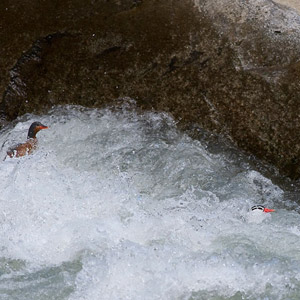 Un couple de merganettes plongeant et se nourrissant dans une source d’eau chaude
