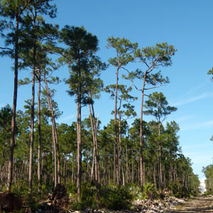 Taxonomie du Pic à sourcils noirs et de la Sittelle à tête brune aux Bahamas