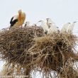 Des Cigognes blanches et des Hérons garde-boeufs nichant dans une étonnante structure « commune »