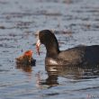 Foulque macroule nourrissant son poussin avec une libellule