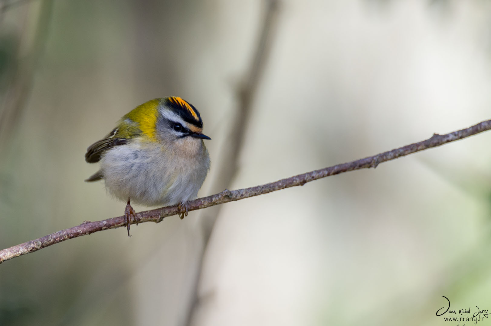 Roitelet triple-bandeau