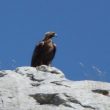 Aigles royaux en Éthiopie : vers une probable disparition ?