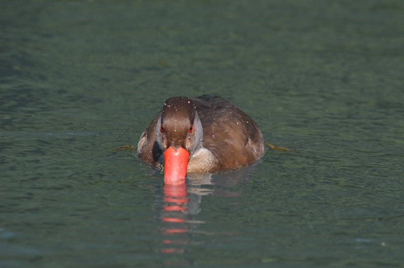 Nette rousse se nourrissant