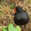 Gallinule poule-d’eau