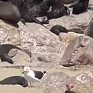 Des Goélands dominicains aveuglent les petites otaries puis les mangent