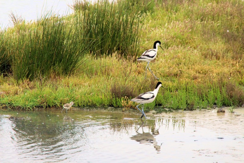 Papa et maman avocettes