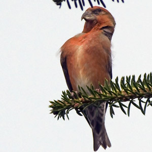 Les Becs-croisés des sapins des Pyrénées poussent des cris originaux