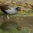 Gallinule poule-d’eau
