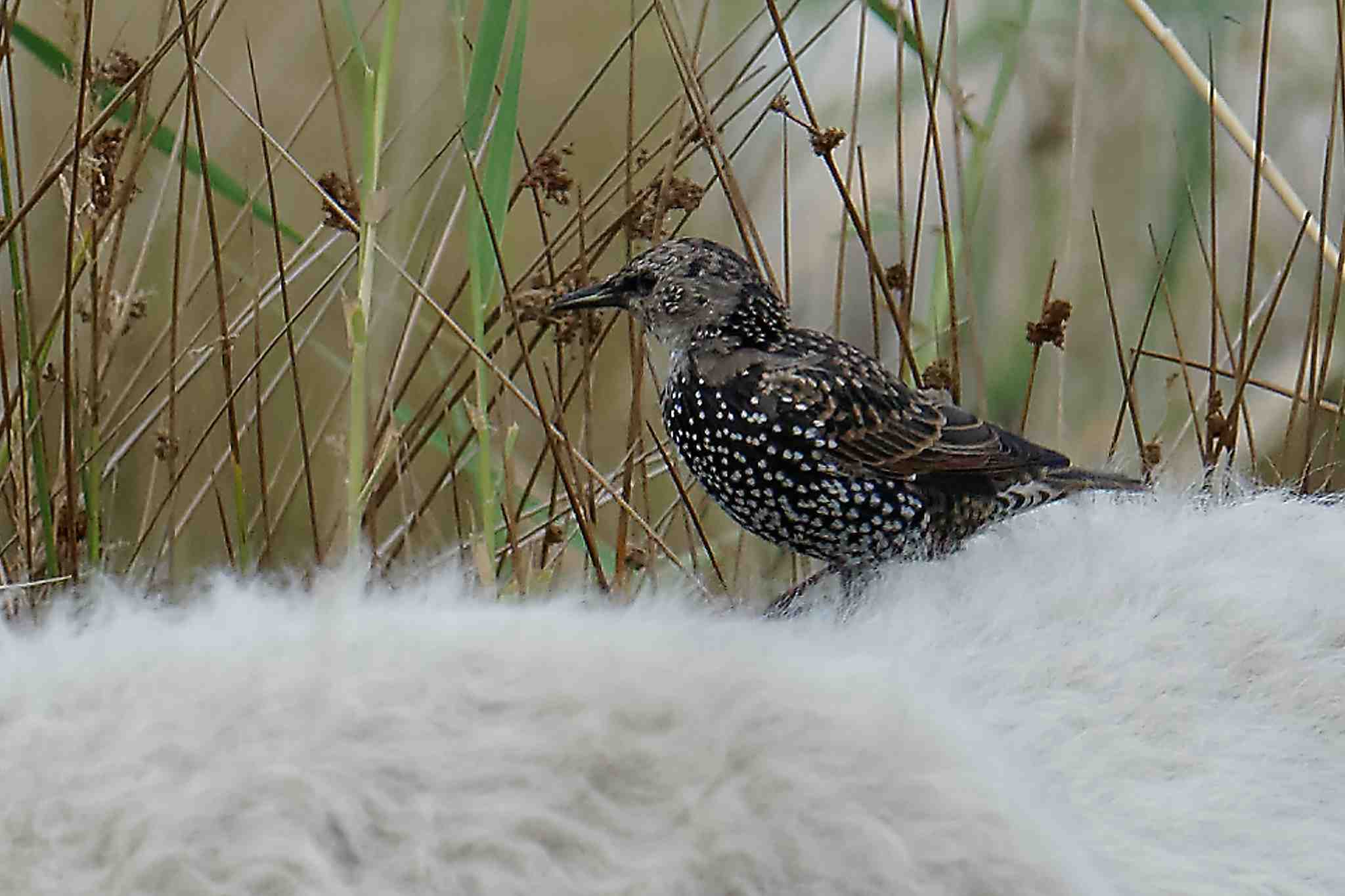 Etourneau sansonnet sur le dos d’un mouton