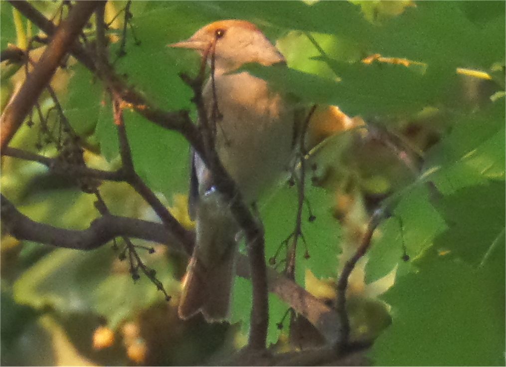 Fauvette à tete noire femelle