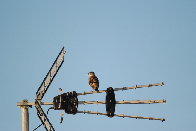 Un étourneau « branché »