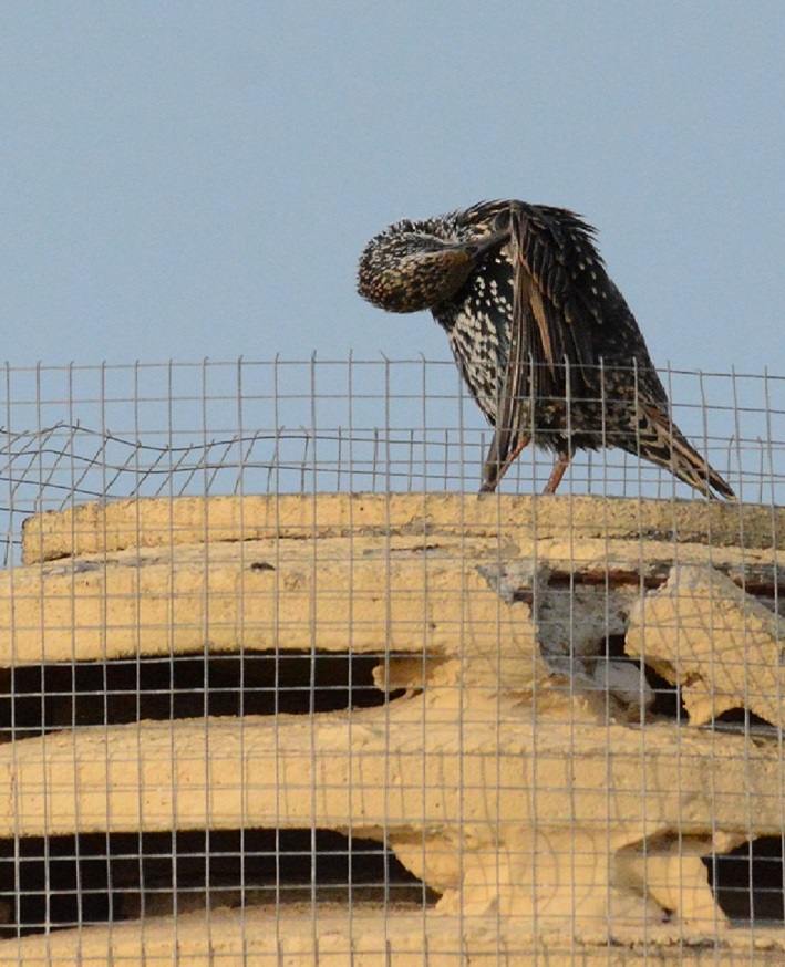 La toilette du matin