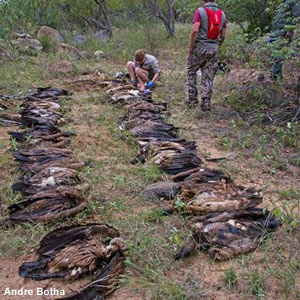 Le déclin dramatique des vautours en Afrique