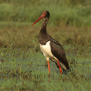 La Cigogne noire peut être aussi adaptable qu’un Héron cendré durant sa migration