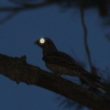 Quelques effets de la lune sur l’activité des oiseaux