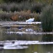 Grande Aigrette
