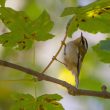 Le Roitelet triple-bandeau peut ressembler au Pouillot à grands sourcils !