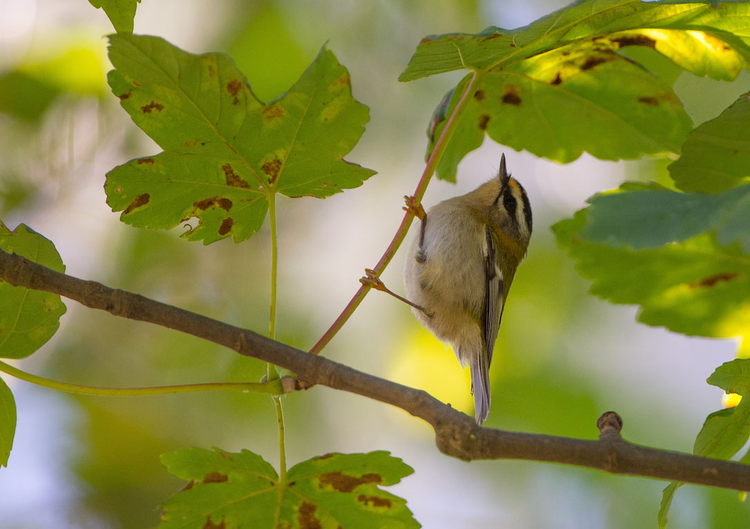 Le Roitelet triple-bandeau peut ressembler au Pouillot à grands sourcils !
