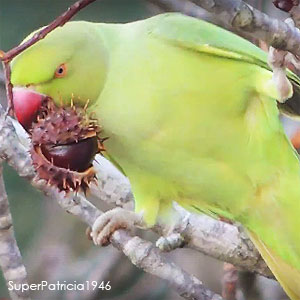 La Perruche à collier : l’un des rares oiseaux à manger les fruits des Marronniers d’Inde