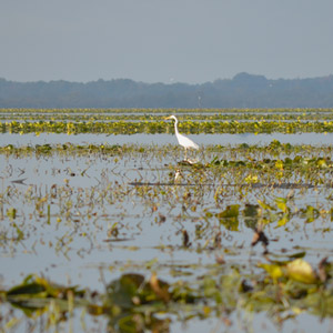 Observer les oiseaux du lac de Grand-Lieu (Loire-Atlantique)